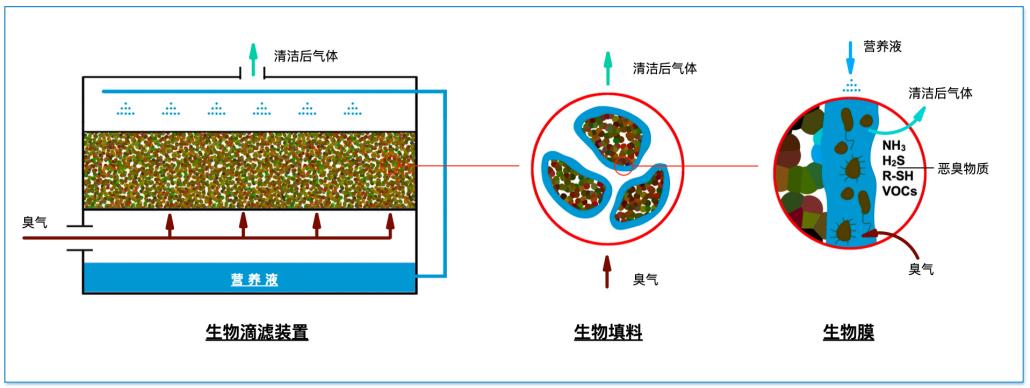 生物滴濾技術(shù)原理